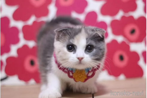 成約済の東京都のスコティッシュフォールド(折れ耳)-103713の5枚目